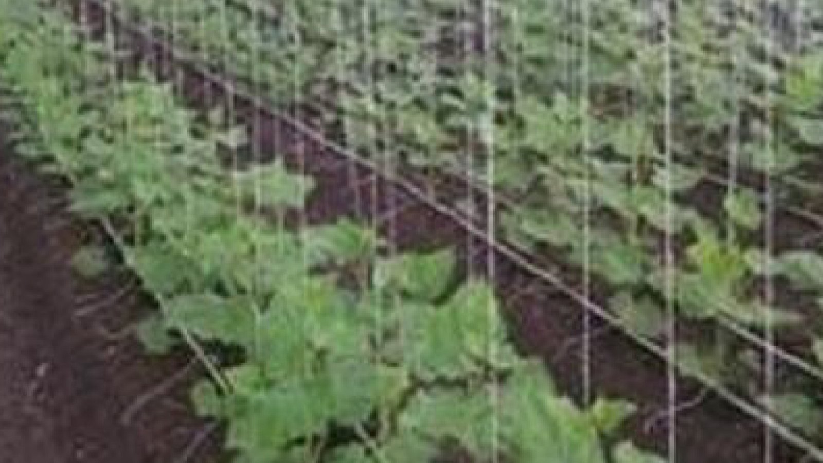 Agricultural Twines
