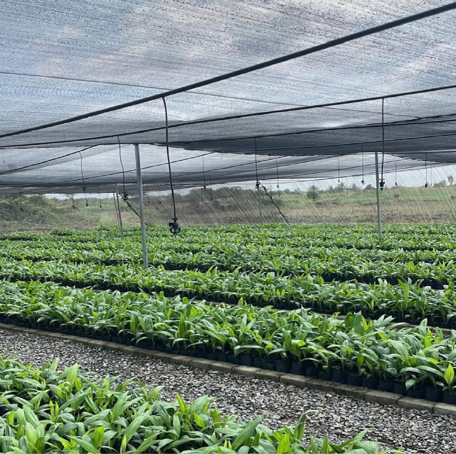 Crop Propagation Nursery Under Shade Net for Seedling Development