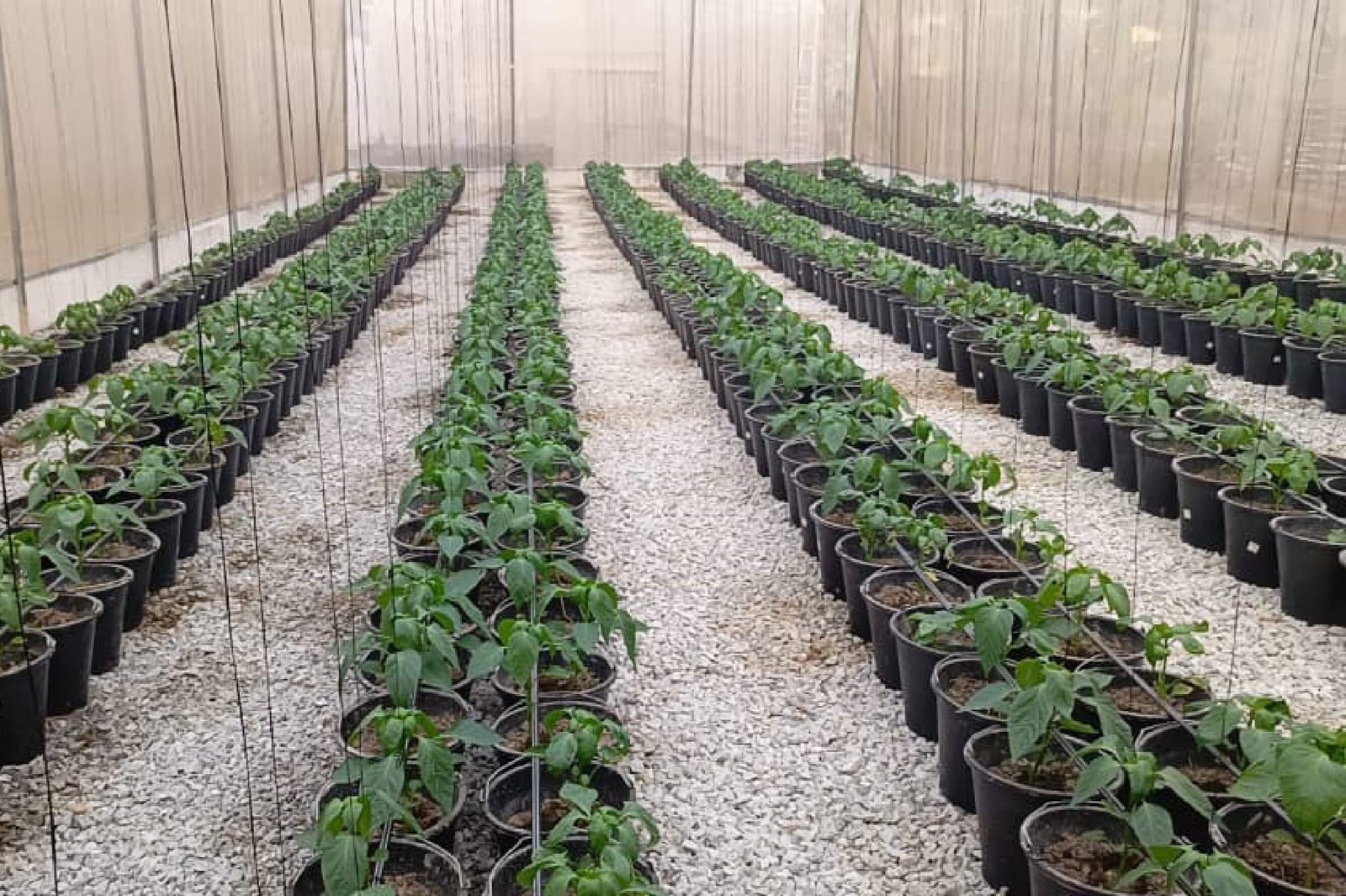 Fully functioning Greenhouse Equipped with Drip Irrigation and Agricultural Twine for Vertical Crop Training
